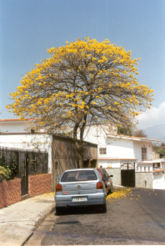 El Araguaney Arbol nacional de Venezuela